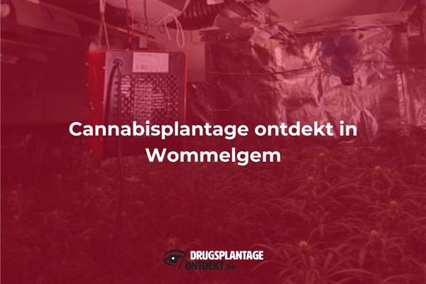 Wommelgem - Cannabisplantage ontdekt in Wommelgem